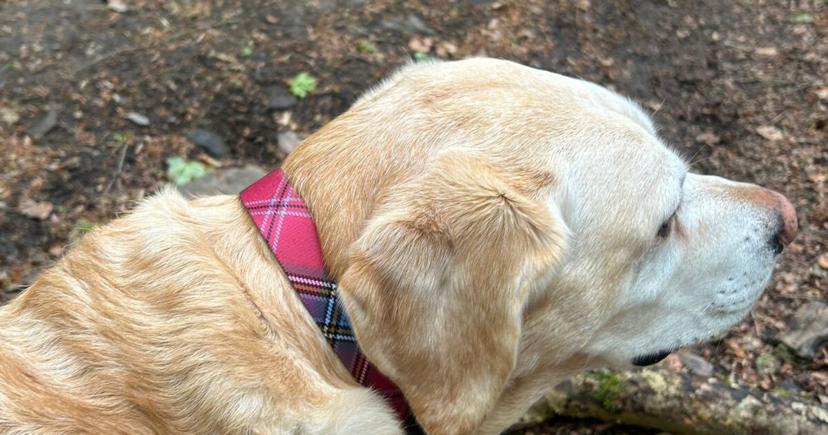 タータンチェック柄の犬用首輪 | ScotlandShop