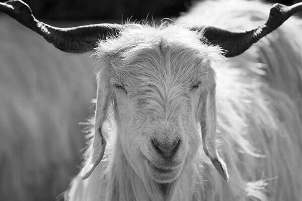 Cashmere Goat Cashmere Goat