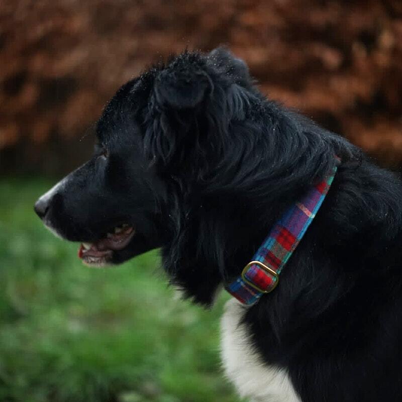 Tartan Dog Collar Up to 500 Tartans