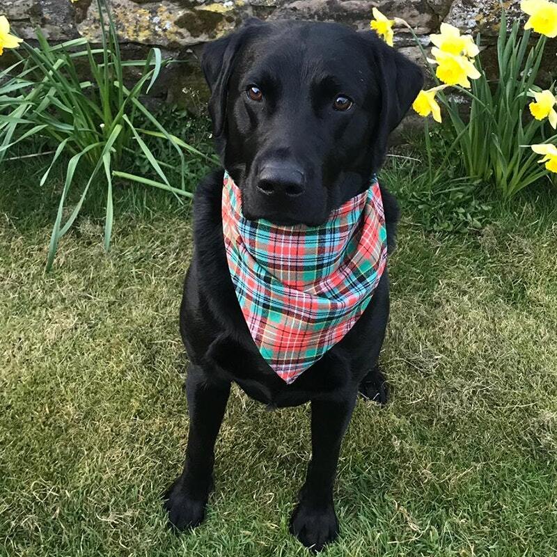 Tartan Dog Bandanna