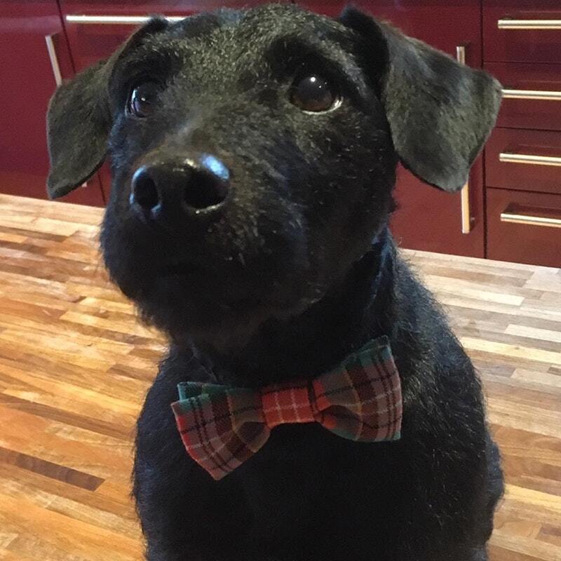 Tartan Dog Bow Tie Plus de 500 tartans
